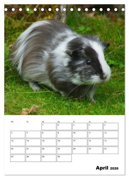 Produktbild: Meerschweinchen Terminplaner (Tischkalender 2026 DIN A5 hoch), CALVENDO Monatskalender