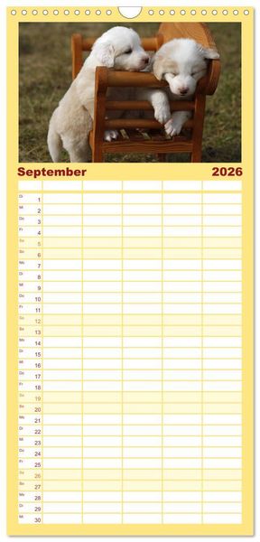 Produktbild: Familienplaner 2026 - Border Collie Welpen mit 5 Spalten (Wandkalender, 21 x 45 cm) CALVENDO