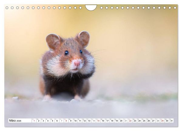 Produktbild: Herzige Feldhamster - farbenfrohe Nagetiere im st&auml;dtischen Lebensraum (Wandkalender 2026 DIN A4 quer), CALVENDO Monatskalender