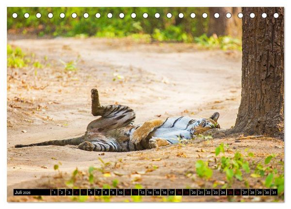 Produktbild: Indien - Im Reich des Tigers (Tischkalender 2026 DIN A5 quer), CALVENDO Monatskalender