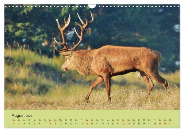 Produktbild: K&uuml;sten Hirsche - Rotwild auf dem Dar&szlig; (Wandkalender 2026 DIN A3 quer), CALVENDO Monatskalender