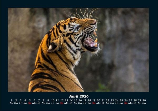 Produktbild: Tiger 2026 Fotokalender DIN A4