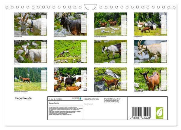 Produktbild: Ziegenfreude (Wandkalender 2026 DIN A4 quer), CALVENDO Monatskalender