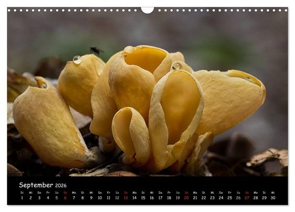 Produktbild: Pilzgalerie (Wandkalender 2026 DIN A3 quer), CALVENDO Monatskalender