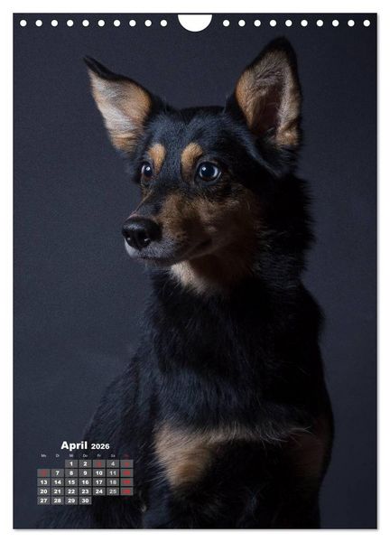 Produktbild: Treue Wegbegleiter, Hunde im Portrait. (Wandkalender 2026 DIN A4 hoch), CALVENDO Monatskalender