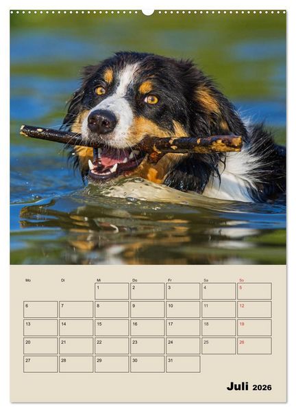 Produktbild: Border Collie - Ein Familienplaner (Wandkalender 2026 DIN A2 hoch), CALVENDO Monatskalender