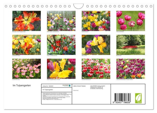 Produktbild: Im Tulpengarten (Wandkalender 2026 DIN A4 quer), CALVENDO Monatskalender