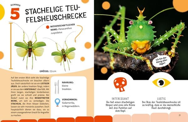 Produktbild: Top Ten die seltsamsten Insekten