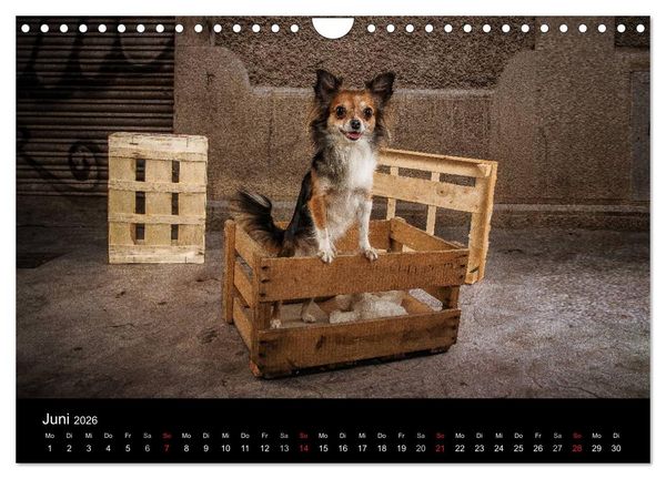 Produktbild: Chihuahuas - Cool and Cute (Wandkalender 2026 DIN A4 quer), CALVENDO Monatskalender