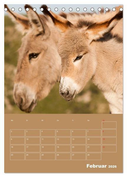 Produktbild: Entz&uuml;ckende Esel - Charmant und liebenswert (Tischkalender 2026 DIN A5 hoch), CALVENDO Monatskalender