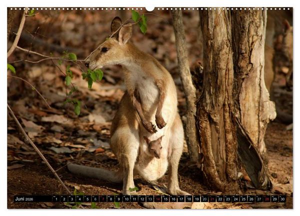 Produktbild: Die Tierwelt in Australien (Wandkalender 2026 DIN A2 quer), CALVENDO Monatskalender