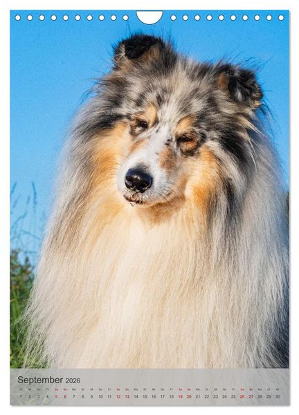 Produktbild: Traumhund Collie - Liebe auf vier Pfoten (Wandkalender 2026 DIN A4 hoch), CALVENDO Monatskalender