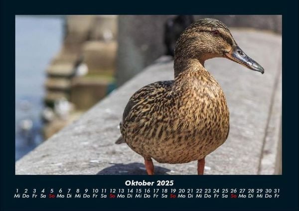 Produktbild: Enten 2025 Fotokalender DIN A4