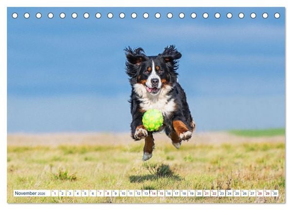 Produktbild: Berner Sennenhund - Ein Traum auf vier Pfoten (Tischkalender 2026 DIN A5 quer), CALVENDO Monatskalender