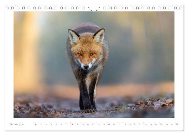 Produktbild: Un an avec le renard roux (Calendrier mural 2026 DIN A4 vertical), CALVENDO calendrier mensuel