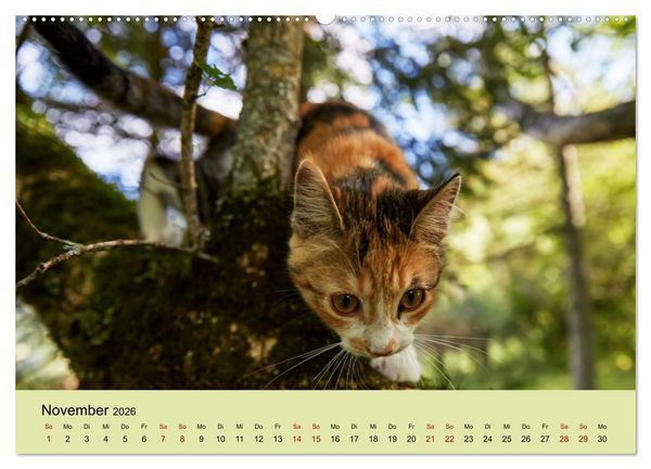 Produktbild: Junge Katzen im Wald (Wandkalender 2026 DIN A2 quer), CALVENDO Monatskalender