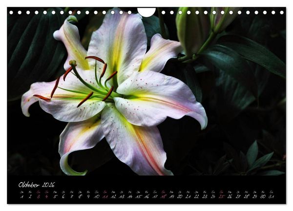 Produktbild: Soul-Jazz - Visuelle Musik der Blumen (Wandkalender 2026 DIN A4 quer), CALVENDO Monatskalender