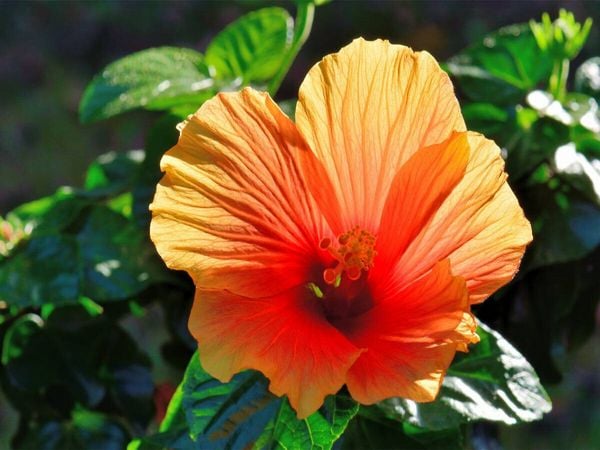 Produktbild: CALVENDO Puzzle Hibiskus | 1000 Teile Lege-Gr&ouml;&szlig;e 64x48cm Foto-Puzzle f&uuml;r gl&uuml;ckliche Stunden