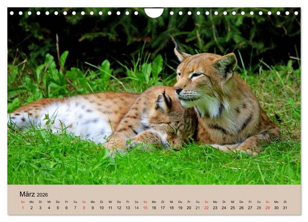 Produktbild: Der Luchs. Pinselohren und Bernsteinaugen (Wandkalender 2026 DIN A4 quer), CALVENDO Monatskalender