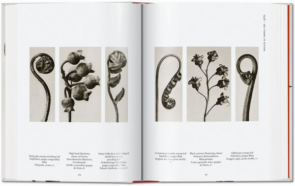 Produktbild: Karl Blossfeldt
