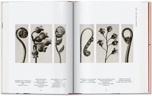Produktbild: Karl Blossfeldt. The Complete Published Work. 45th Ed.