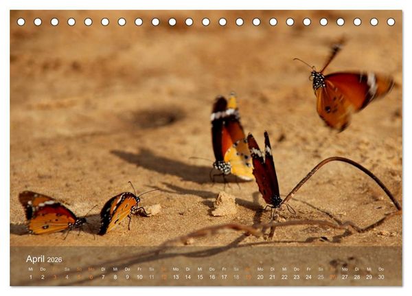 Produktbild: Botswana Wildlife (Tischkalender 2026 DIN A5 quer), CALVENDO Monatskalender
