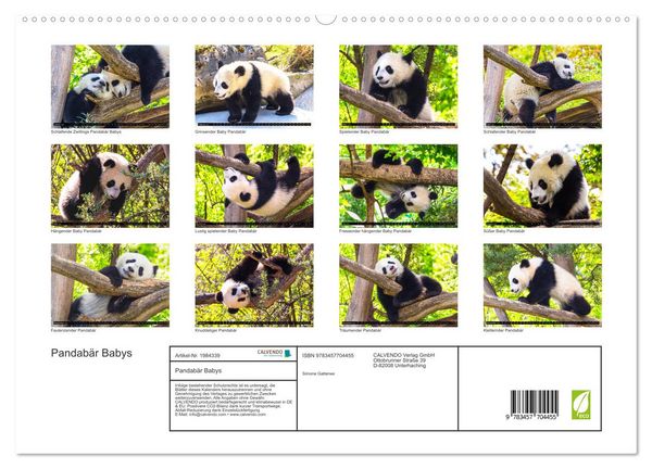 Produktbild: Pandab&auml;r Babys (hochwertiger Premium Wandkalender 2026 DIN A2 quer), Kunstdruck in Hochglanz