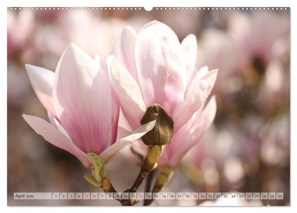 Produktbild: Magnolien Ein Bl&uuml;tenrausch (Wandkalender 2026 DIN A2 quer), CALVENDO Monatskalender