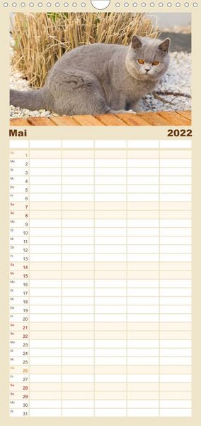 Produktbild: Familienplaner B&auml;rige Schmusetiger - Britisch Kurzhaar Katzen (Wandkalender 2022 , 21 cm x 45 cm, hoch)