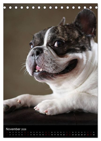 Produktbild: Bullys mit Charme - Franz&ouml;sische Bulldoggen im Portrait (Tischkalender 2026 DIN A5 hoch), CALVENDO Monatskalender