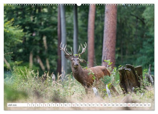 Produktbild: Emotionale Momente: Hirschbrunft (hochwertiger Premium Wandkalender 2026 DIN A2 quer), Kunstdruck in Hochglanz