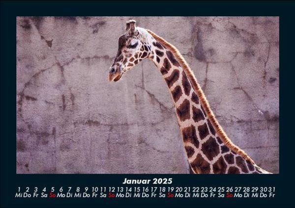 Produktbild: Giraffen 2025 Fotokalender DIN A5