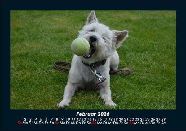 Produktbild: Hundezauber 2026 Fotokalender DIN A5