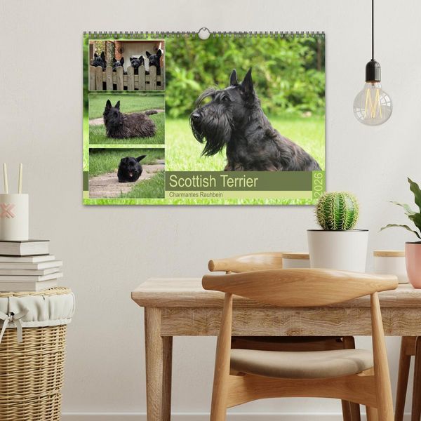 Produktbild: Scottish Terrier - Charmantes Rauhbein (Wandkalender 2026 DIN A3 quer), CALVENDO Monatskalender