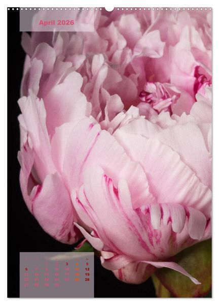 Produktbild: Die K&ouml;nigin der Rosen (Wandkalender 2026 DIN A2 hoch), CALVENDO Monatskalender