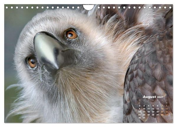 Produktbild: GEIERPORTR&Auml;TS (Wandkalender 2027 DIN A4 quer), CALVENDO Monatskalender
