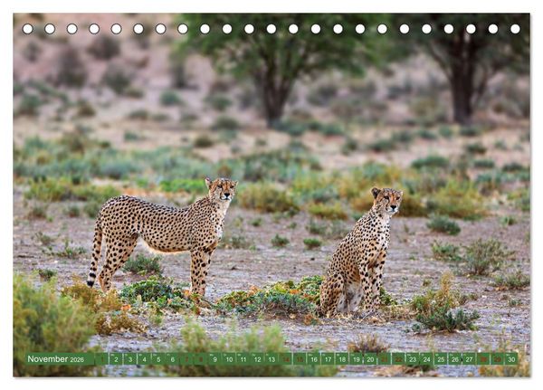 Produktbild: Afrikas Tierwelt - Geparde (Tischkalender 2026 DIN A5 quer), CALVENDO Monatskalender