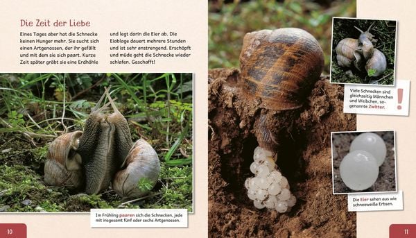 Produktbild: Meine gro&szlig;e Tierbibliothek: Die Schnecke
