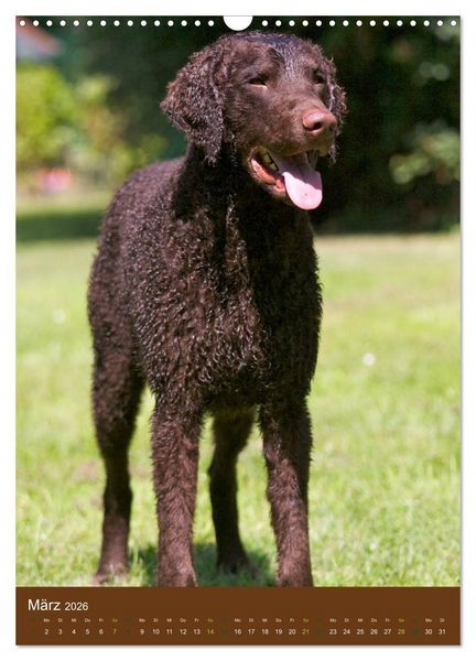 Produktbild: Curly Coated Retriever 2026 (Wandkalender 2026 DIN A3 hoch), CALVENDO Monatskalender