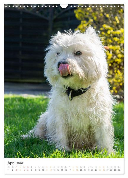 Produktbild: Der Westie - Portrait eines West Highland White Terriers (Wandkalender 2026 DIN A3 hoch), CALVENDO Monatskalender