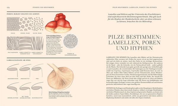 Produktbild: Pilze