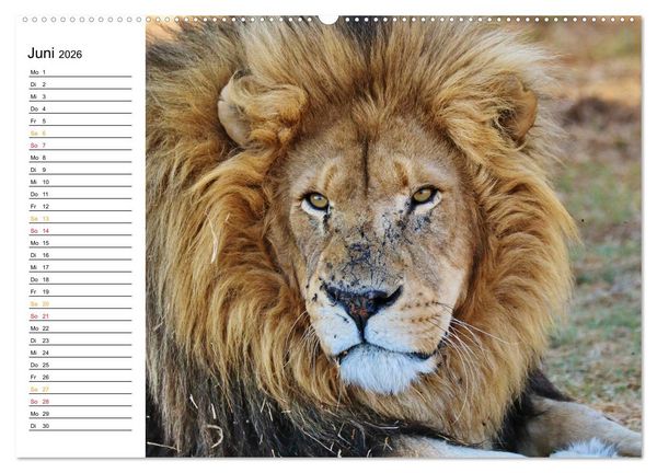 Produktbild: LION KING SELFIES L&ouml;wen hautnah (Wandkalender 2026 DIN A2 quer), CALVENDO Monatskalender
