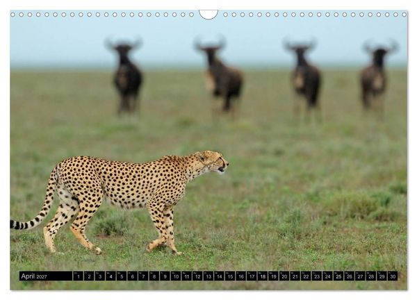 Produktbild: Magie des Augenblicks: Geparde - verschmuste Raubkatzen (Wandkalender 2027 DIN A3 quer), CALVENDO Monatskalender