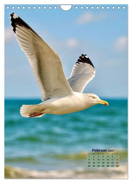 Produktbild: Seev&ouml;gel an der Nordsee (Wandkalender 2027 DIN A4 hoch), CALVENDO Monatskalender