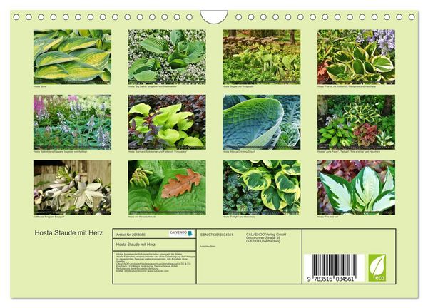 Produktbild: Hosta Staude mit Herz (Wandkalender 2026 DIN A4 quer), CALVENDO Monatskalender