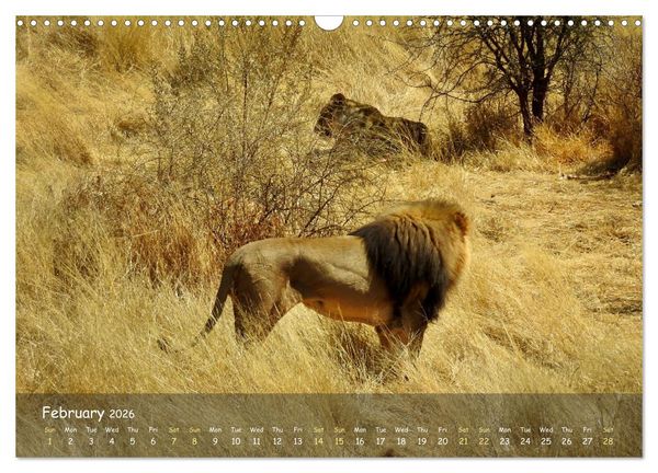 Produktbild: Namibia - African Beauty (Wall Calendar 2026 DIN A3 landscape), CALVENDO 12 Month Wall Calendar