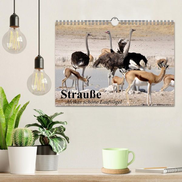 Produktbild: Strau&szlig;e. Afrikas sch&ouml;ne Laufv&ouml;gel (Wandkalender 2026 DIN A4 quer), CALVENDO Monatskalender