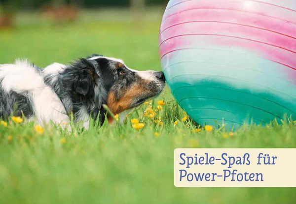 Produktbild: Spiele und Action f&uuml;r ausgeglichene H&uuml;tehunde