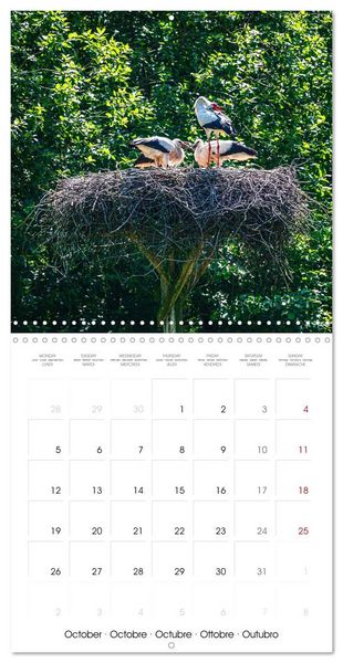 Produktbild: Whispers of Wings (Wall Calendar 2026 12 &times; 12 Inch) CALVENDO 12 Month Wall Calendar