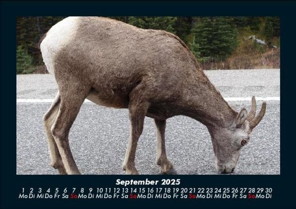 Produktbild: Der Tierkalender 2025 Fotokalender DIN A5